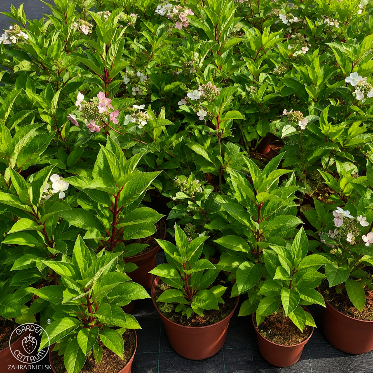 Obrázok Hortenzia metlinatá (Hydrangea paniculata) ‘EARLY HARRY’® - výška 40-60 cm, kont. C3L